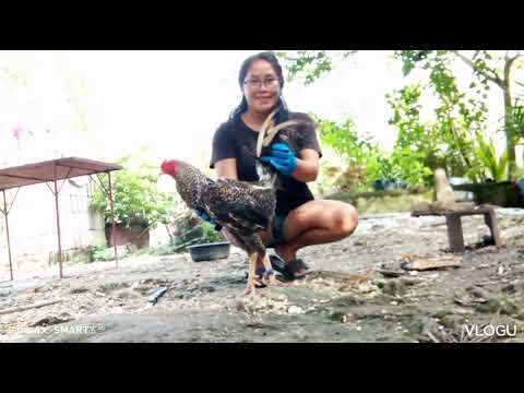 I SLAUGHTER  CHICKEN TWO KILOS AND HALF #catmonvlogger@indaydisss751