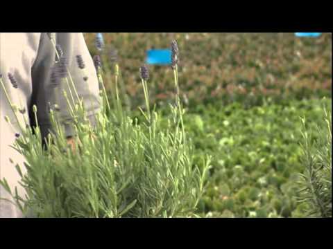 Video: Trimning af Schefflera-stueplanter - Sådan beskærer du en Schefflera-plante
