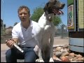 Man offering Israeli dog training in Valley Man offering Israeli dog training in Valley