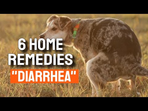 Video: Dog Diarré Home Remedies