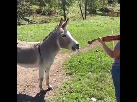 ვირი კახეთიდან