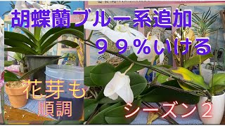 胡蝶蘭　らん　ラン　ガーデニング　園芸ネット　ブルー系胡蝶蘭　セルレア　胡蝶蘭の再生　開花までの世話