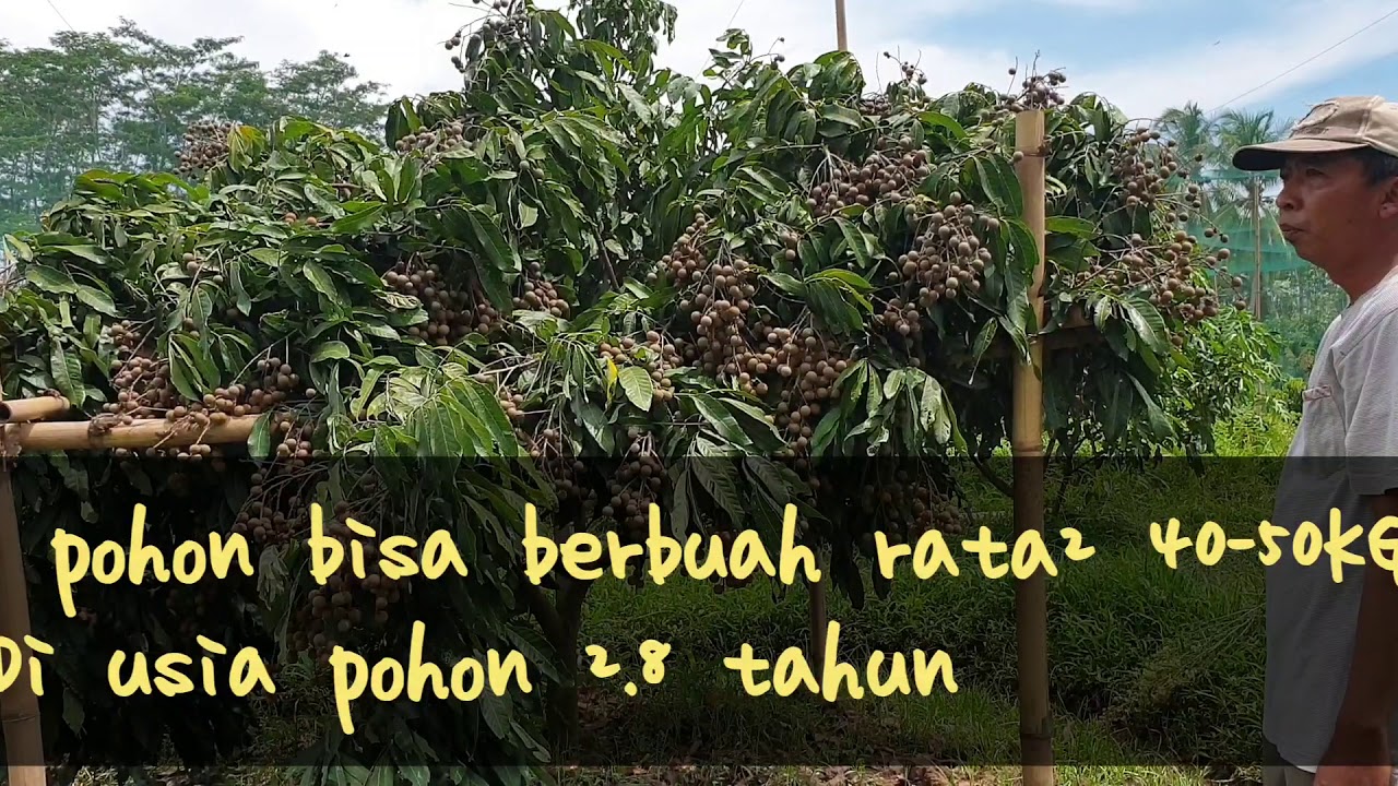 Kebun Kelengkeng Lumajang wong!! Mantap Suratap...