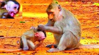 Really Ter_/rible Warning Poorest Baby Monkey, Bean From Young Monkey Mother, Button! Nature Tube