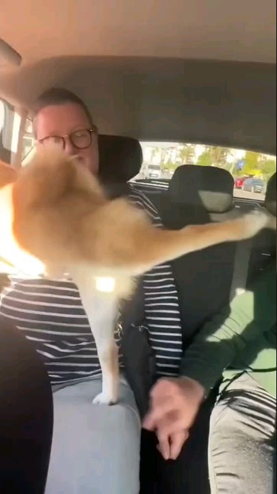 😱😂 ANJING KUNG FU LUCU BUKAN KUNG FU PANDA 💯🐶🤣🐼