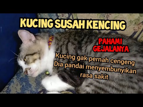 Jangan Dibiarkan, Kucing Susah Buang Air Kecil Kenali Gejala Penyakitnya