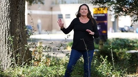 Get It Growing: Why do I have live oak suckers?