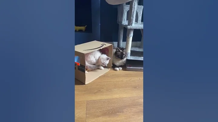 Video 4772191: ragdollkittens funnycat, ragdollkittens cat, funnycats funnykittens cats