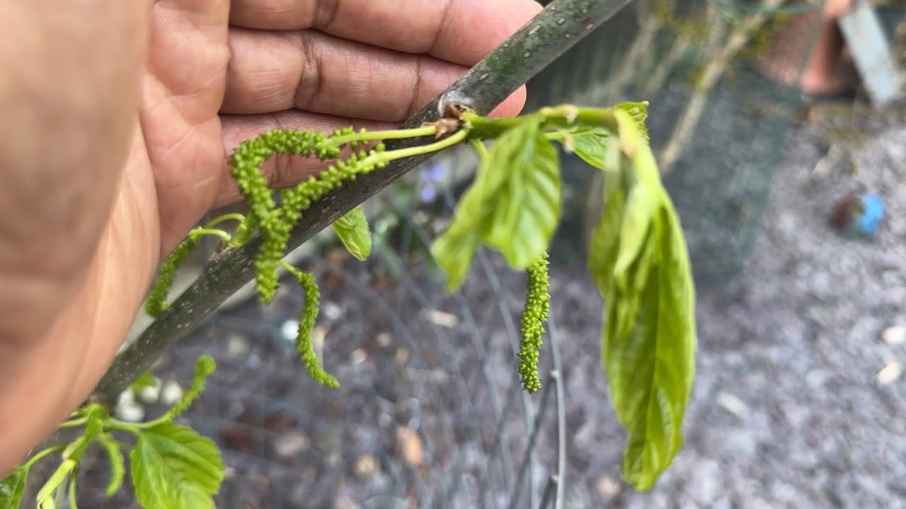 Taking a look at my fruiting Pakistan Mulberry tree in my London garden ...