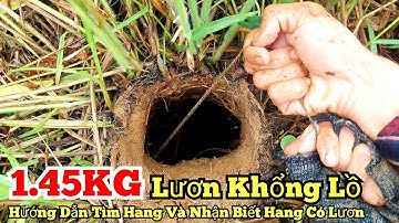 Câu lươn khủng_1.45KG lươn khổng lồ_Hướng dẫn tìm hang và nhận biết hang có lươn_tập535//Eel fishing