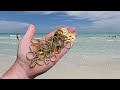 The pinnacle of beach metal detecting