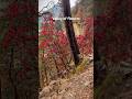 Valley of flowers #shorts #viral #trending #explore #fyp