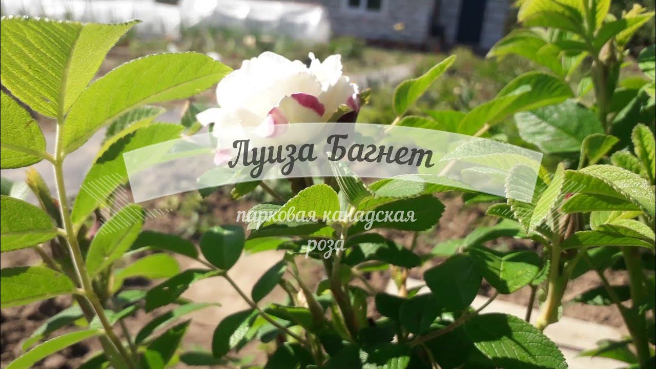 Роза канадская Луиза Багнет. - YouTube