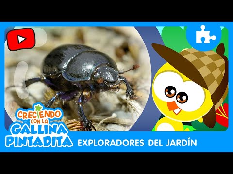 Creciendo Con La Gallina Pintadita Exploradores Del Jardín Escarabajo