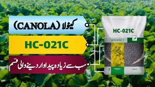 Salient Features of HC-021C | The Best Hybrid Canola|ہائبرڈ کینولا کی نمایاں خصوصیات | Crop Informer