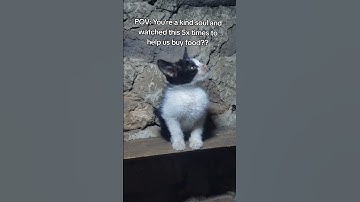 Every bit of your support counts Click on the links in our bio to donate for any support 🙏#help #cat