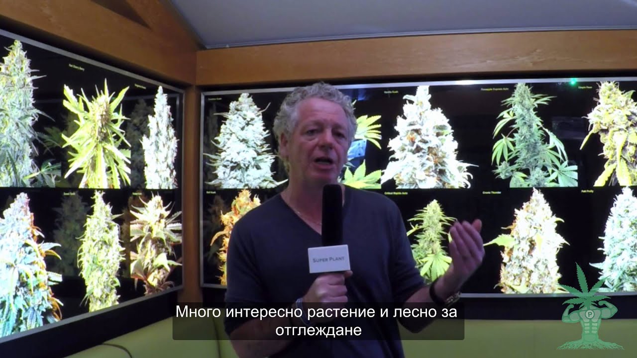 Barneys Farm presents Bad Azz Kush and Critical Kush AUTO @ Spannabis 2016 ESP_BG SUBT