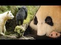 Most Inspiring Animal Family Moments | Top 5 | BBC Earth