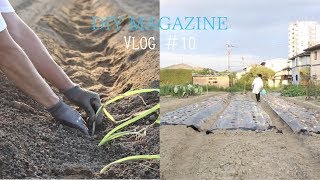 【Vlog】畑をDIY。100個単位の家庭菜園の記録（土作りと大根の成長記録編）/田舎暮らしの日常