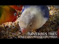 Lovebirds Tries: Versele-Laga Prestige Loro Parque