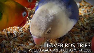 Lovebirds Tries: Versele-Laga Prestige Loro Parque