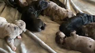 Daniff puppies ( English mastiff mixed with Great Dane )