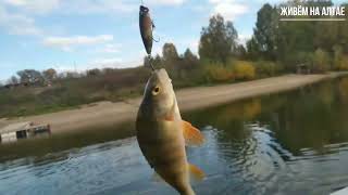 Осенняя рыбалка на Правдинском водохранилище. Ловля окуня на попер.