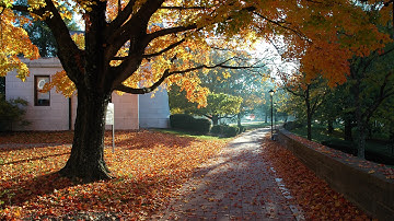 For the Love of Denison