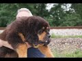 tibetan mastiff boy, 5 months old.FCI