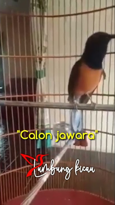 INI DIA‼️MURAIBATU CALON JAWARA❗