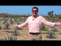 Agave fields  terrain  vendre  todos santos bcs mexique par coldwell banker riveras