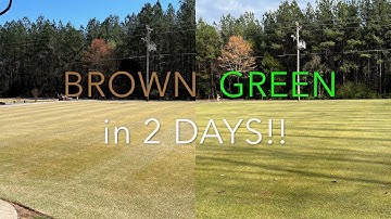 Scalp Update // When to Scalp Your Lawn // Late Winter Early Spring Lawn Care // Zenith Zoysia