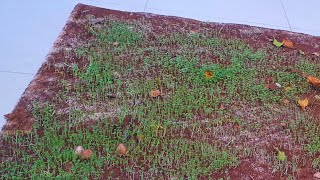 Challenging Carpet Cleaning with Grass Growing | Satisfying rug cleaning ASMR