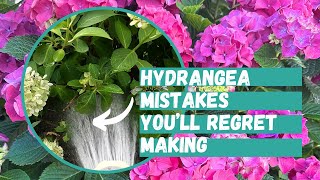 Don't Make These Hydrangea Planting Mistakes That You'll Regret | Hydrangea | Hydrangea Care