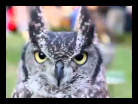 اللهم اجعله خير 