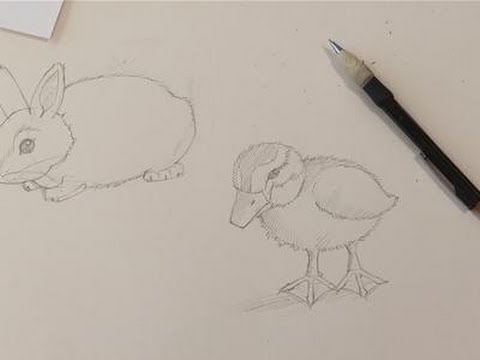 How To Do Drawings Of Baby Animals - YouTube