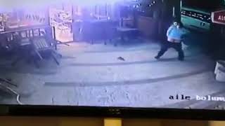 Кот напал на мужика с собакой, Турция. Боевой кот. A cat attacked a man with a dog, Turkey.  War cat