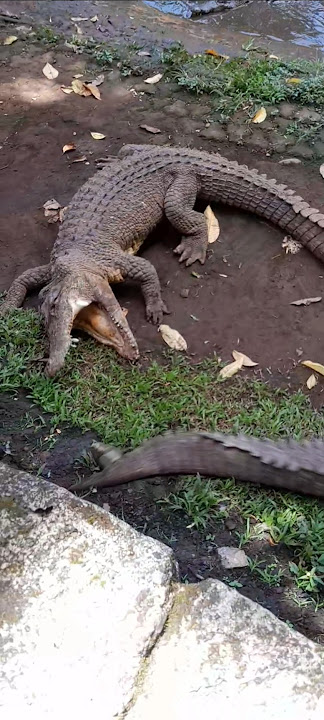 BUAYA pada BERANTEM, BUNYINYA KLETAK gitu rahangnya #buaya #crocodile