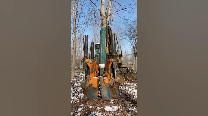 Transplanting of Small Trees #Shorts