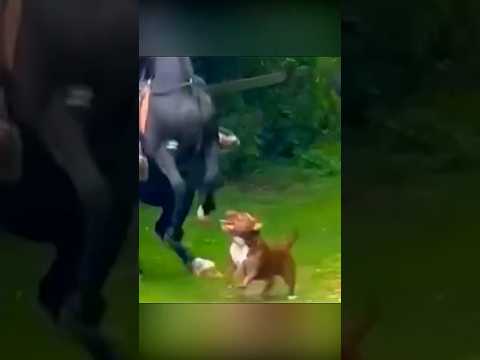 На лошадь напала разъярённая собака #dogs #horse