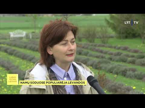 Video: Levandų sėklų daiginimas: levandų augalų auginimas iš sėklų