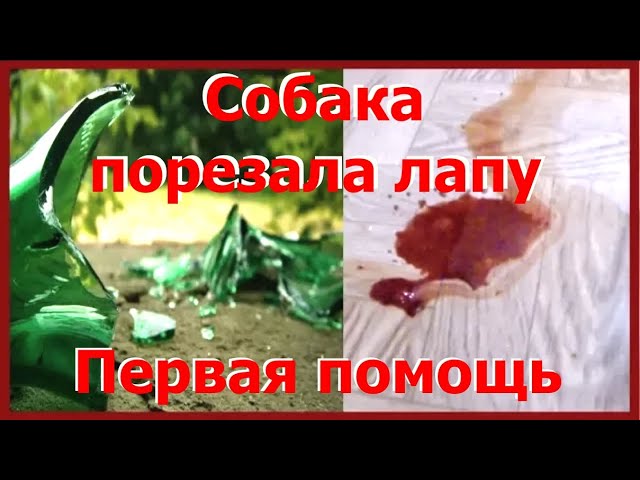 66. Что делать, если собака порезала лапу. Не бросайте стекло в лесу!