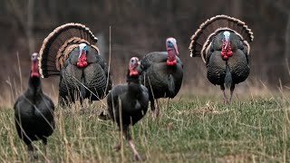 Over 1 HOUR Of The Best Merriam Hunts! | Turkey Hunting Out West | Spring Thunder