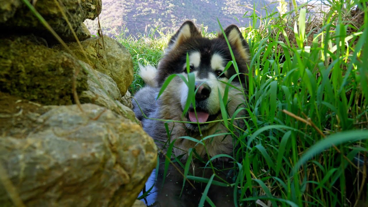大王带着来福一起到菜园冒险，途中还获得了村里人的礼物 Dawang took Laifu to have an adventure, and got gifts from the villagers