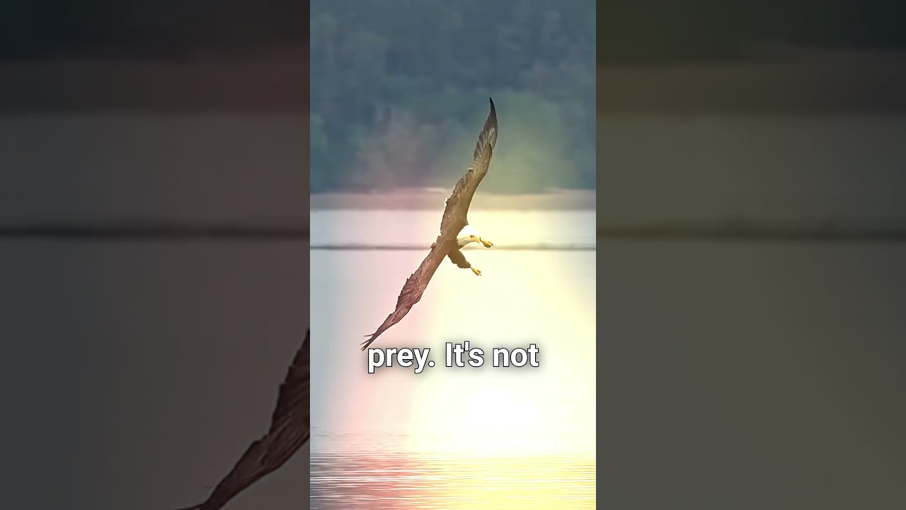 what, how, and when does eagle eat.