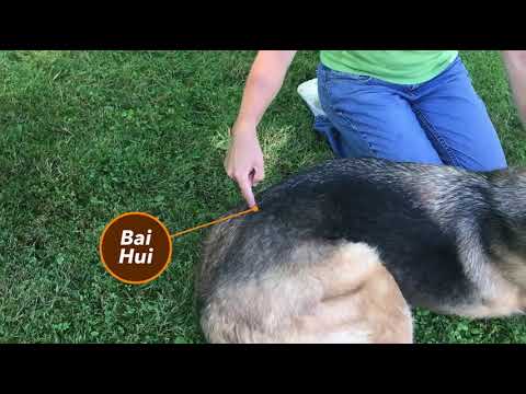 acupressure-points-to-benefit-canine-thunder-phobia