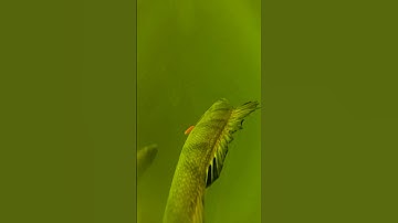 How to catch a massive perch 💪 #perch #fishing #underwater