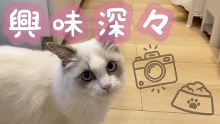 【モーニングルーティン⁉】朝ごはんのおねだりとカメラに夢中な子猫がこちら