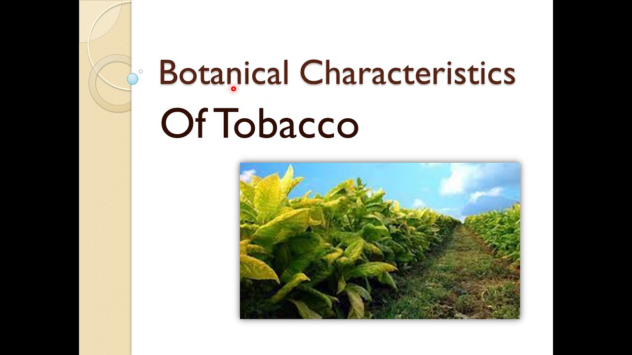 Tobacco History And Origin Botanical Characteristics Cultivation tobacco-history-and-origin-botanical-characteristics-cultivation