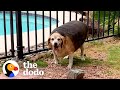 90-Pound Beagle Loses 70% Of His Body Weight | The Dodo Faith = Restored